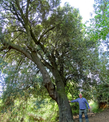 F Macià